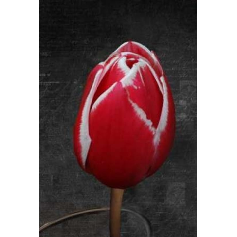 Tulip Letter III Poster Print by Vitaly Geyman-VARPDXPSVIT318 Image 2