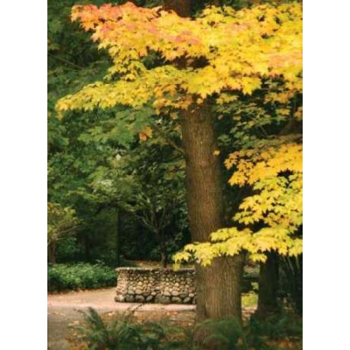 Fall Maple Fever XI Poster Print by Vitaly Geyman-VARPDXPSVIT336 Image 2