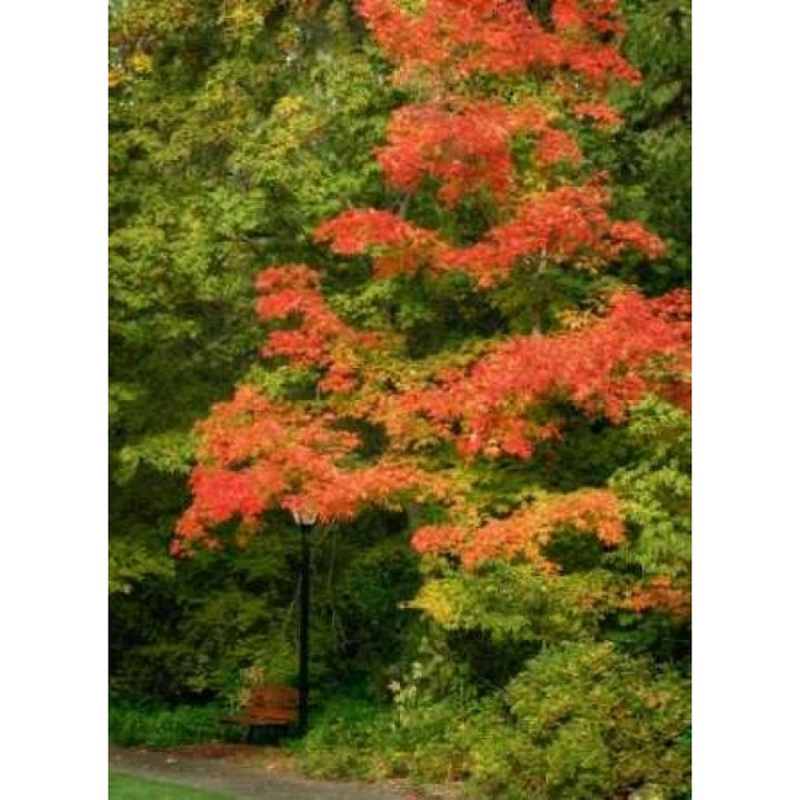 Fall Maple Fever VIII Poster Print by Vitaly Geyman-VARPDXPSVIT339 Image 2