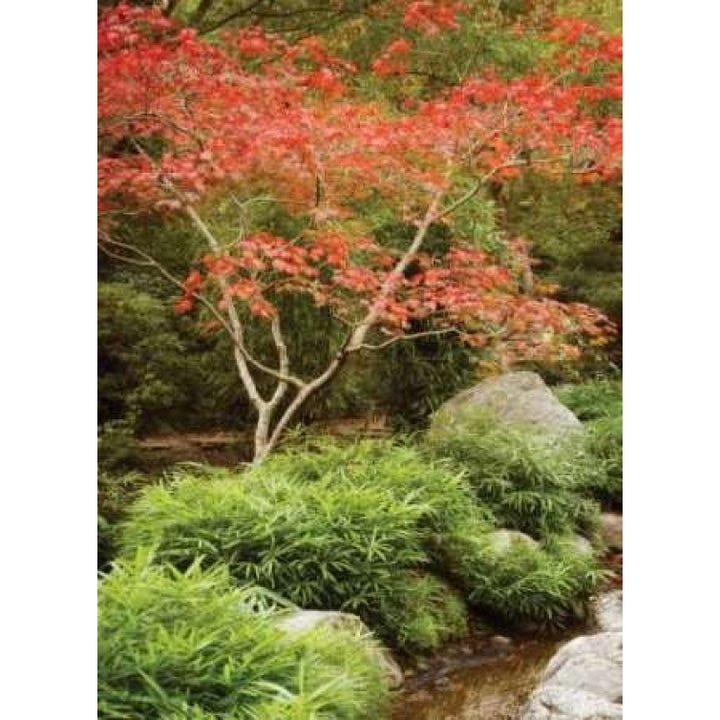 Japanese Park I Poster Print by Vitaly Geyman-VARPDXPSVIT340 Image 1