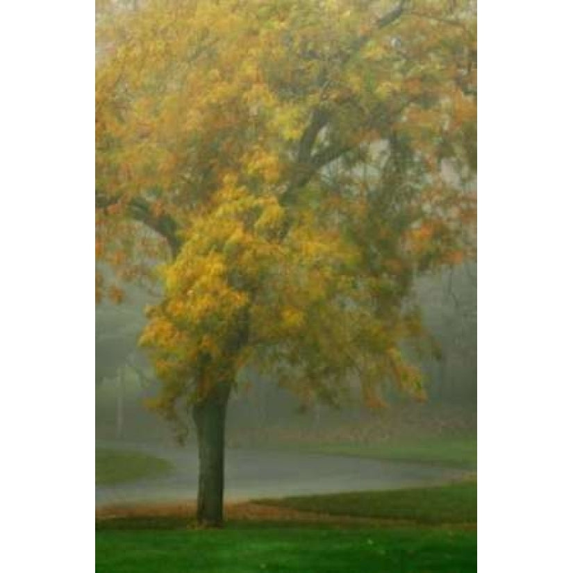 Colors in the Mist V Poster Print by Vitaly Geyman-VARPDXPSVIT403 Image 1