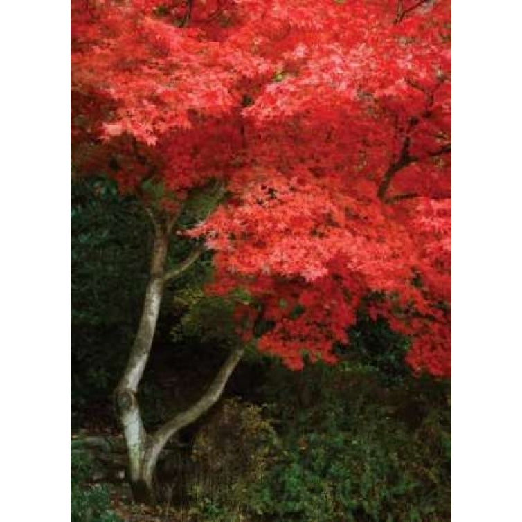 Maple Beauty I Poster Print by Vitaly Geyman-VARPDXPSVIT426 Image 2