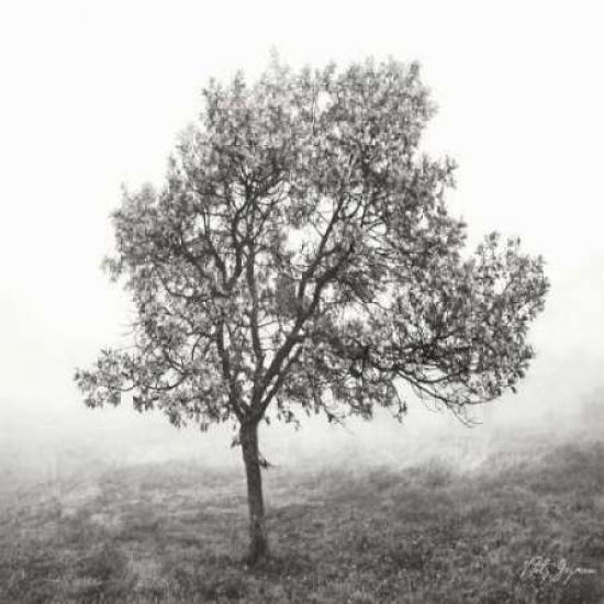 Burning Oak BW VI Poster Print by Geyman Vitaly-VARPDXPSVIT467 Image 1