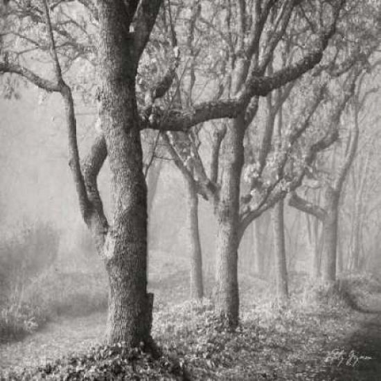 Tree in the Mist Sq Poster Print by Geyman Vitaly-VARPDXPSVIT469 Image 1