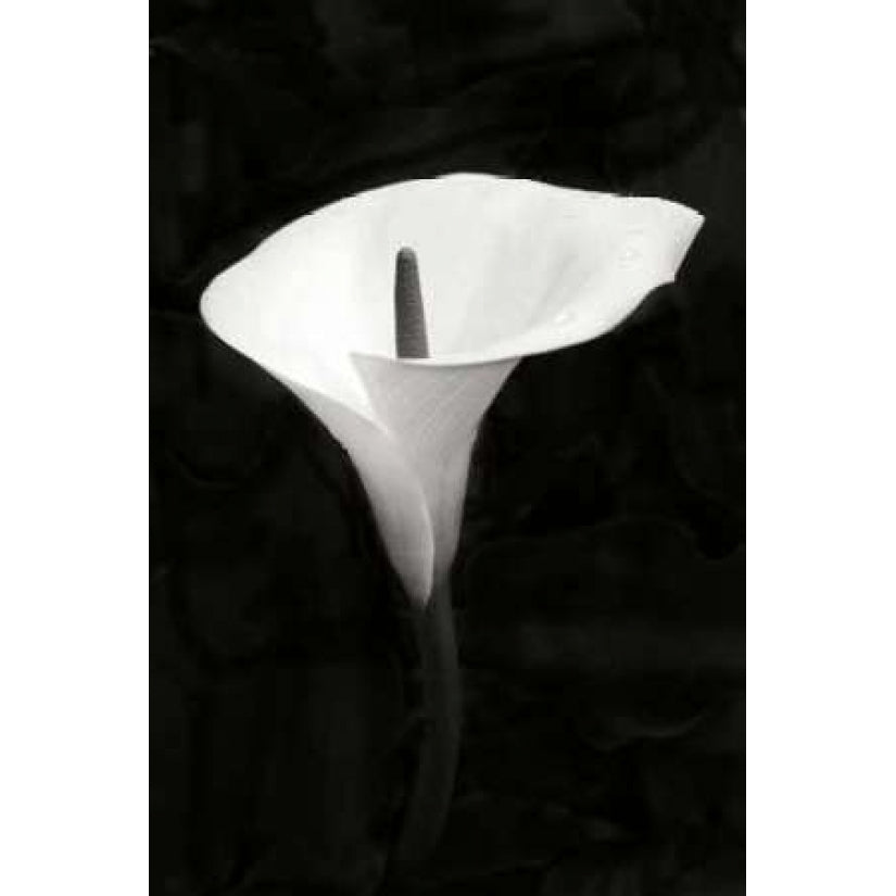 Calla Lily Perfection III Poster Print by Vitaly Geyman-VARPDXPSVIT517 Image 1