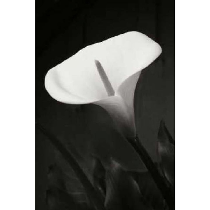 Calla Lily Perfection I Poster Print by Vitaly Geyman-VARPDXPSVIT515 Image 1