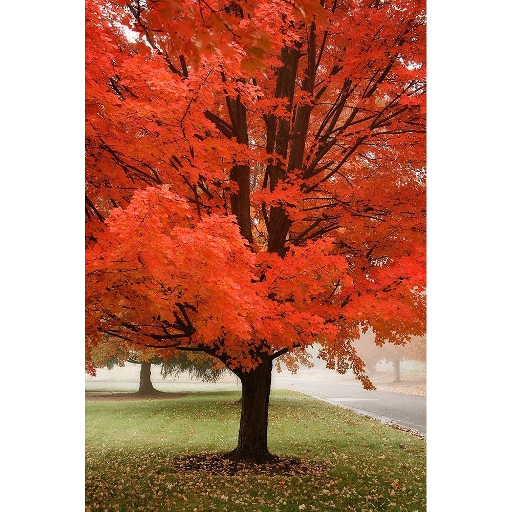 Red Maple Beauty by Vitaly Geyman-VARPDXPSVIT591 Image 1