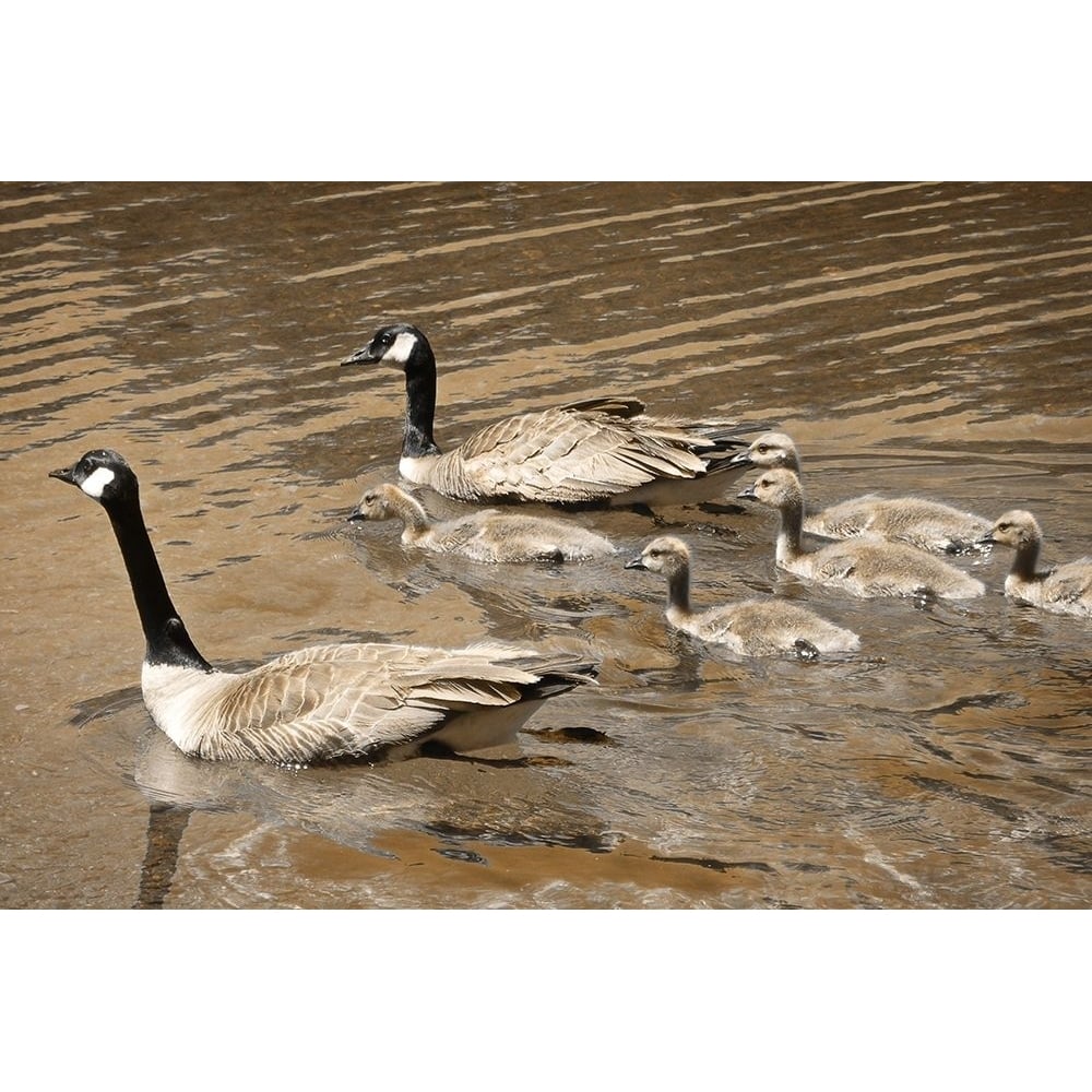 Canadian Geese by Vitaly Geyman-VARPDXPSVIT645 Image 1