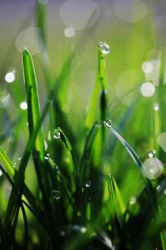 Dew Drops VI Poster Print by Leesa White-VARPDXPSWHT120 Image 1