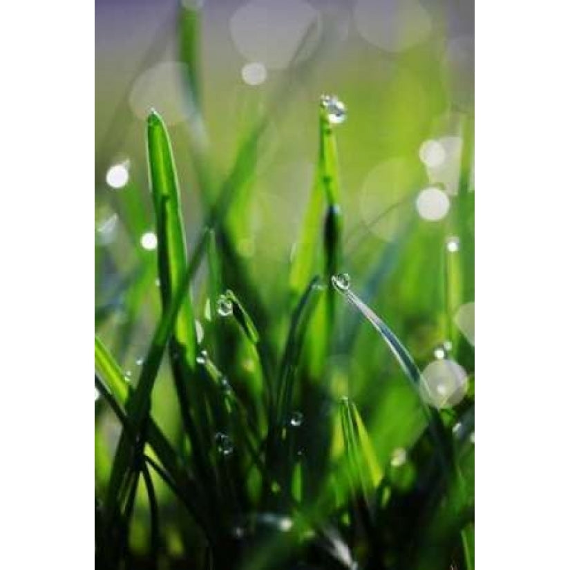 Dew Drops VI Poster Print by Leesa White-VARPDXPSWHT120 Image 1