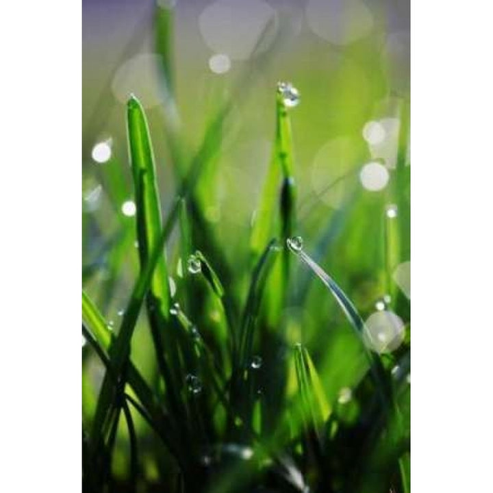 Dew Drops VI Poster Print by Leesa White-VARPDXPSWHT120 Image 1