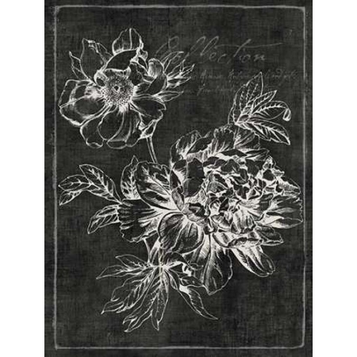 Black Botanical I Poster Print by PI Galerie-VARPDXPU129A Image 1