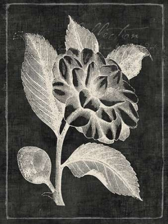 Black Botanical II Poster Print by PI Galerie-VARPDXPU130A Image 1