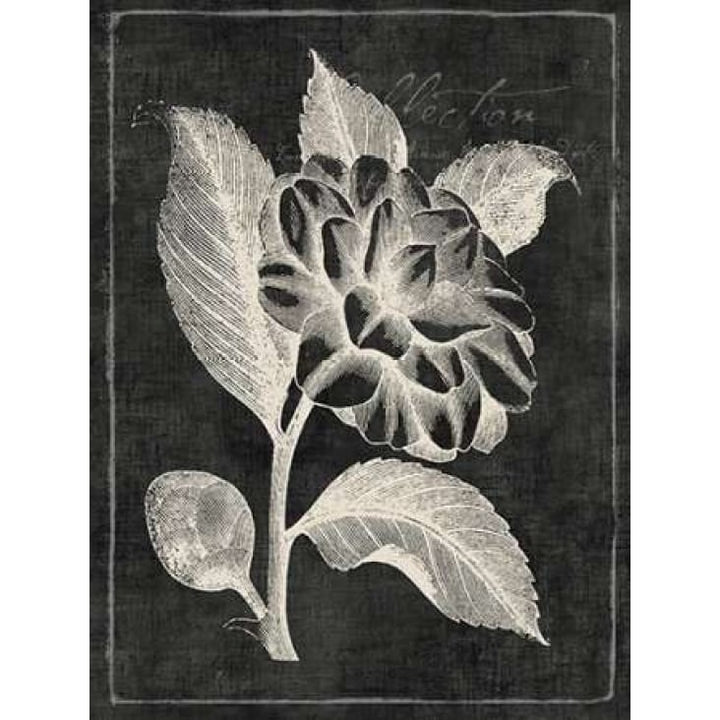 Black Botanical II Poster Print by PI Galerie-VARPDXPU130A Image 2