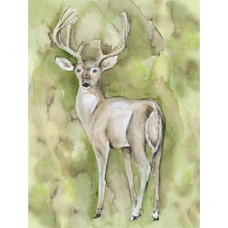 Sterling Deer Poster Print by Pam Varacek -VARPDXPVRC057B Image 2