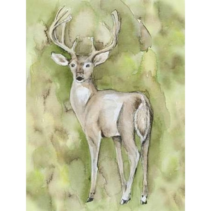 Sterling Deer Poster Print by Pam Varacek -VARPDXPVRC057B Image 1