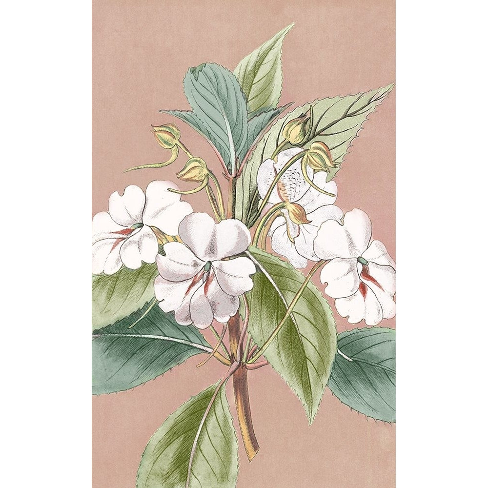 Sweet White Blooms I Poster Print - Studio PI-VARPDXPW849A Image 1