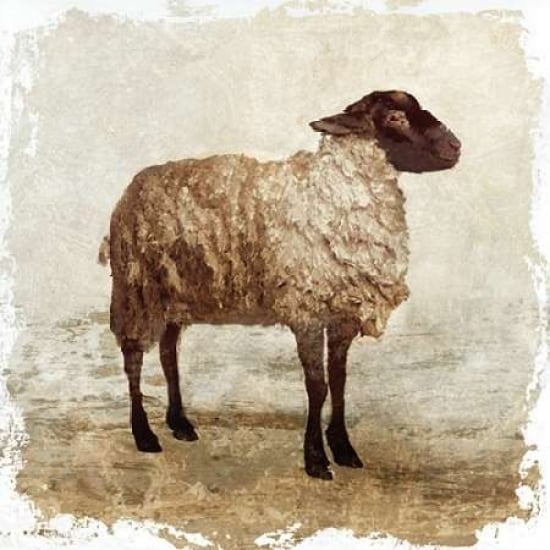 Sheep white border Poster Print by PI Studio-VARPDXPX109A Image 1