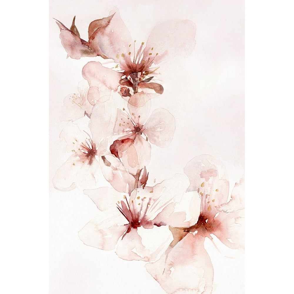 Watercolor Blossoms II Poster Print by PI Studio-VARPDXPX352A Image 1