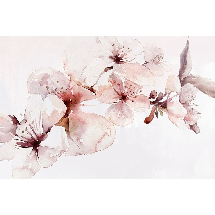 Watercolor Blossoms I Poster Print by PI Studio-VARPDXPX351A Image 1