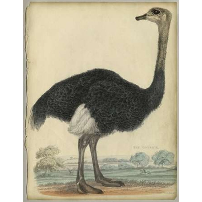 The Ostrich Poster Print by PI Collection-VARPDXPZ001A Image 2