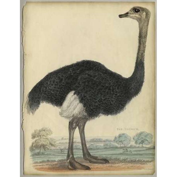 The Ostrich Poster Print by PI Collection-VARPDXPZ001A Image 1