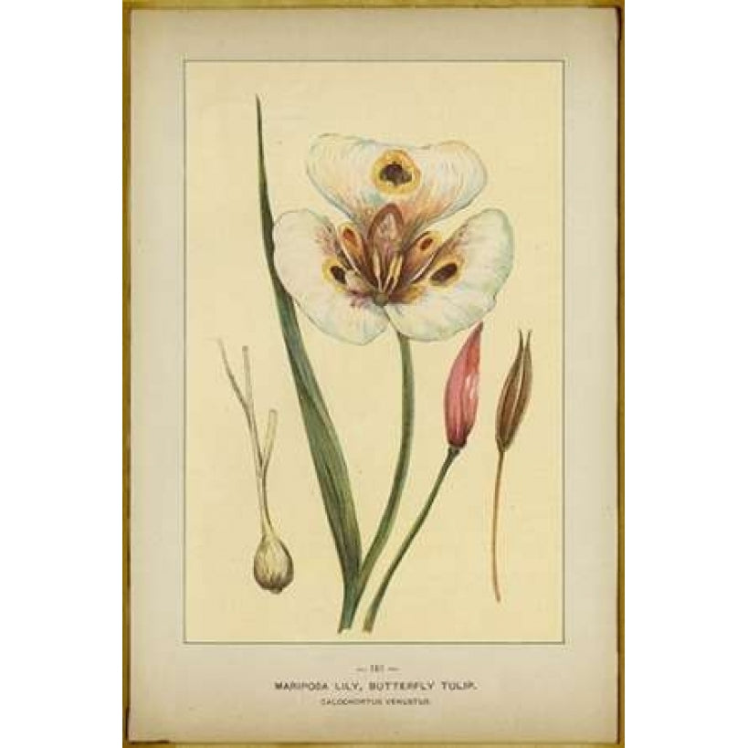 Mariposalily Poster Print by PI Collection-VARPDXPZ007A Image 1