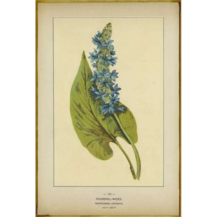 Pickerel Weed Poster Print by PI Collection-VARPDXPZ008A Image 1