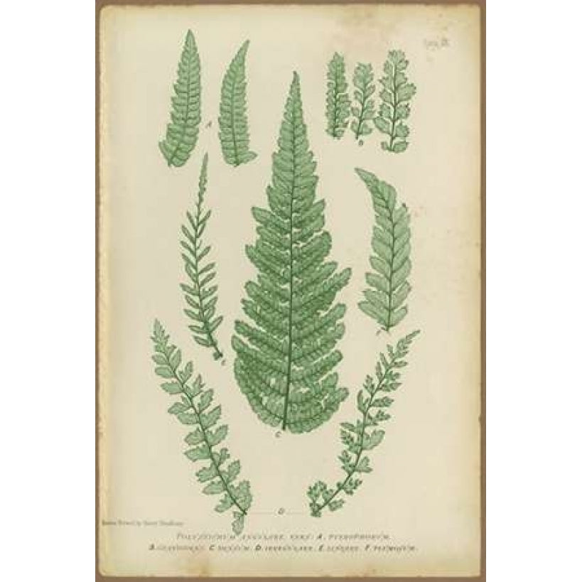 Polystichum Poster Print by PI Collection-VARPDXPZ014A Image 2