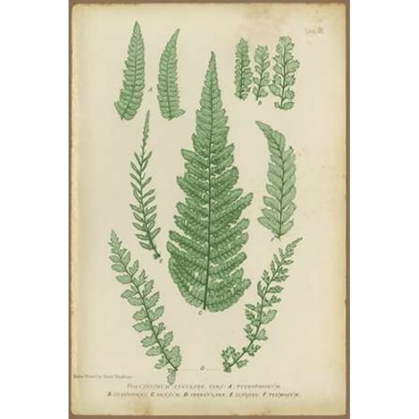 Polystichum Poster Print by PI Collection-VARPDXPZ014A Image 1