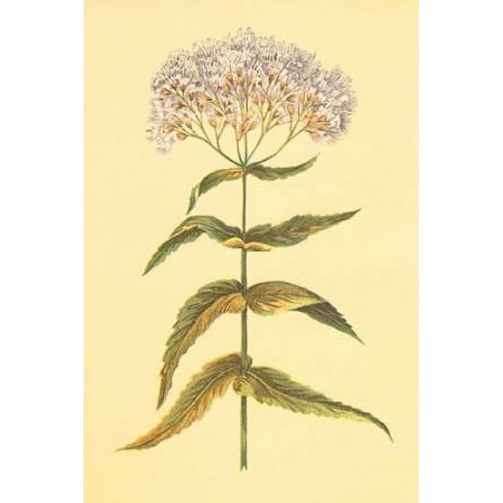 Boneset and Ague Weed Poster Print by PI Collection-VARPDXPZ034A Image 1