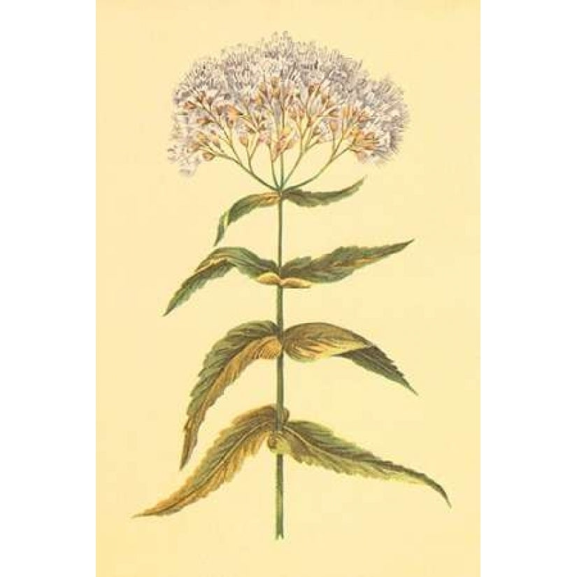 Boneset and Ague Weed Poster Print by PI Collection-VARPDXPZ034A Image 2