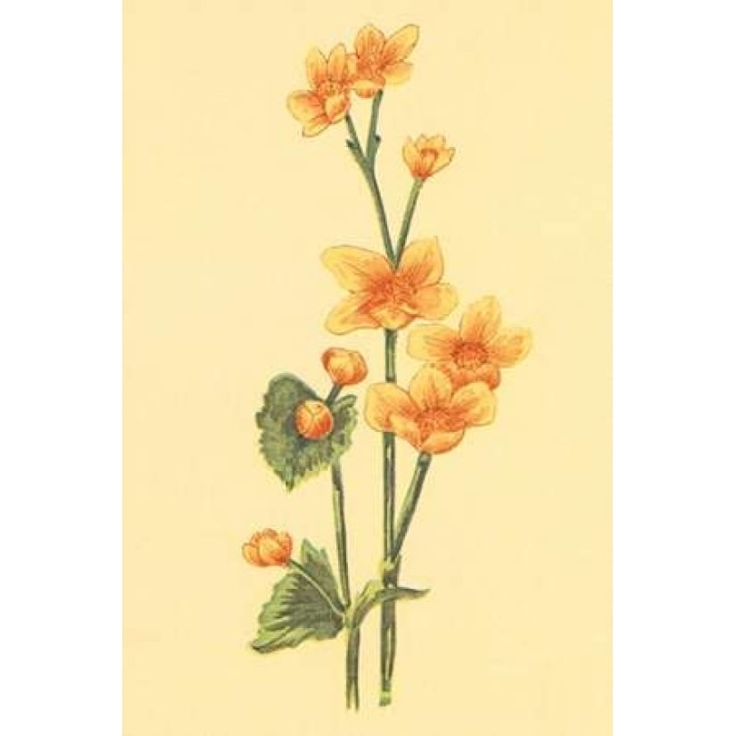 Calthra Palustris Poster Print by PI Collection-VARPDXPZ039A Image 2