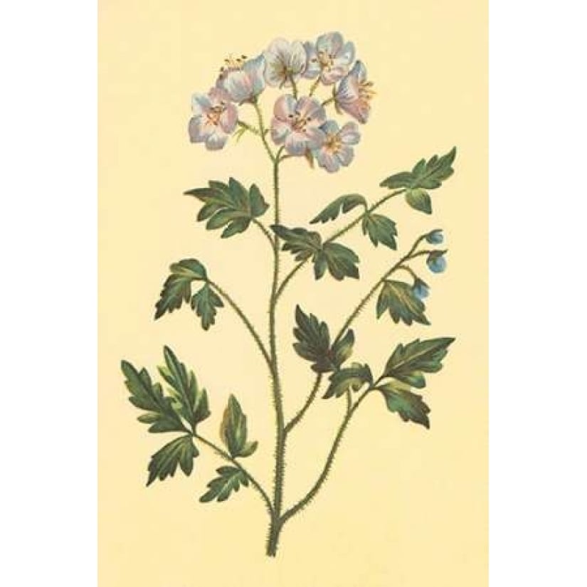 Cut Leaved Phacelia Poster Print by PI Collection-VARPDXPZ048A Image 2