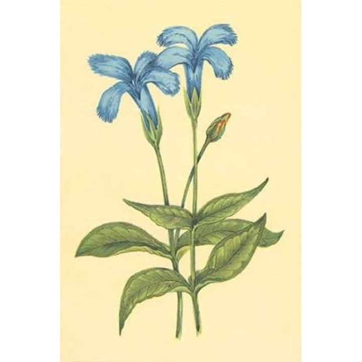 Finged Gentian Poster Print by PI Collection-VARPDXPZ055A Image 1