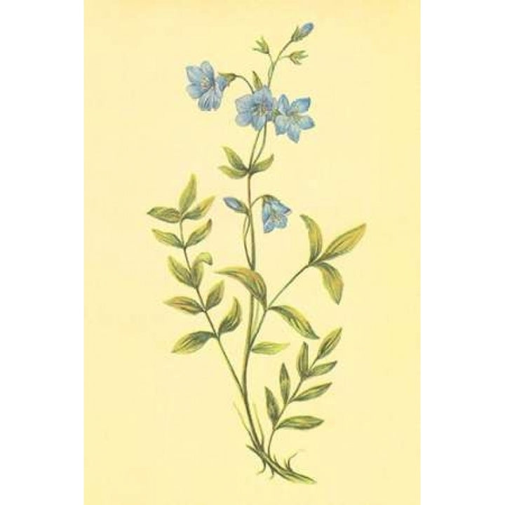 Greek Valerian Poster Print by PI Collection-VARPDXPZ058A Image 1