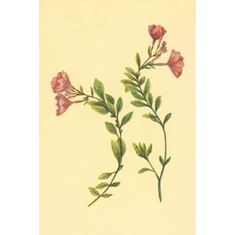 Epilobium Rigidum Poster Print by PI Collection-VARPDXPZ052A Image 1