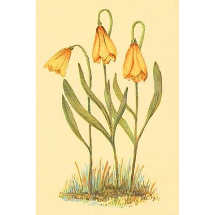 Fritillary Poster Print by PI Collection-VARPDXPZ056A Image 1