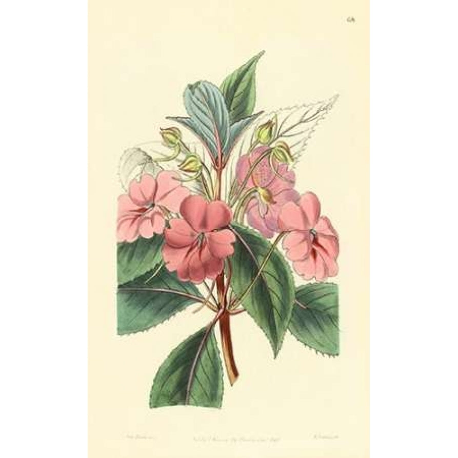 Impatiens Platypetala Poster Print by PI Collection-VARPDXPZ060A Image 1