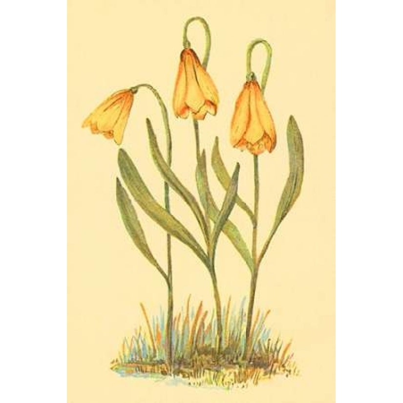 Fritillary Poster Print by PI Collection-VARPDXPZ056A Image 2