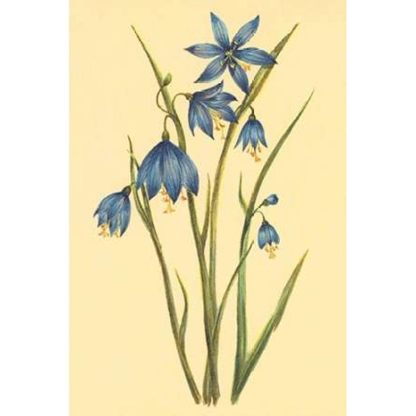 Large Flowered Blue Eyed Grass Poster Print by PI Collection-VARPDXPZ065A Image 2