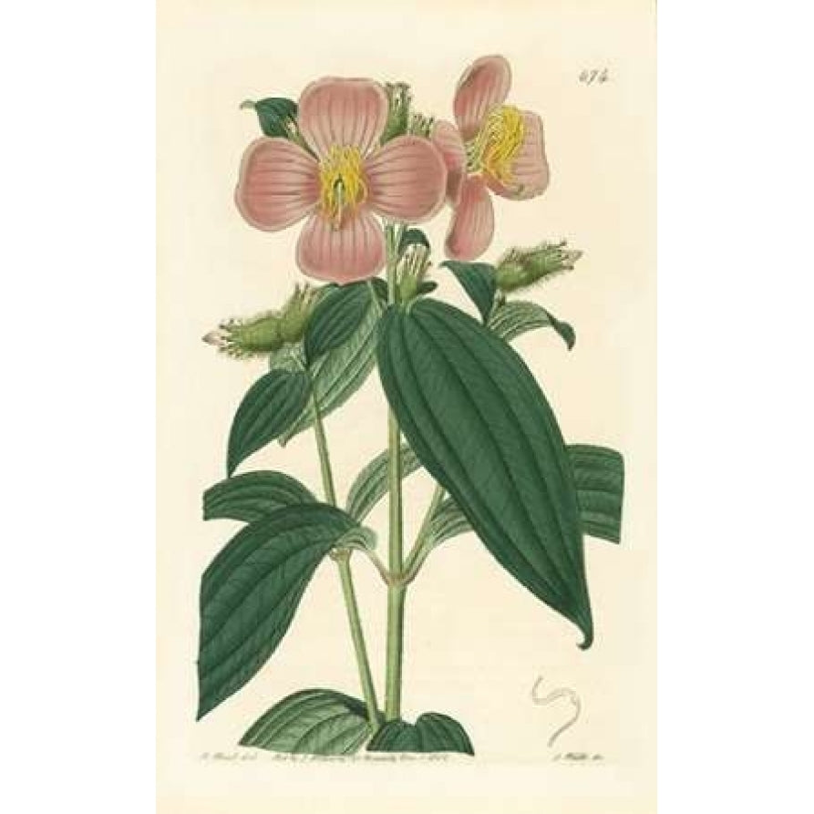 Osbekia Stellata Poster Print by PI Collection-VARPDXPZ069A Image 1