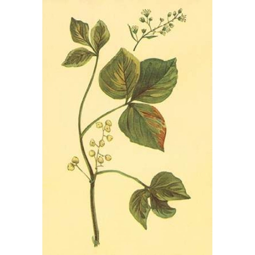 Poison Ivy and Poison Oak Poster Print by PI Collection-VARPDXPZ074A Image 1