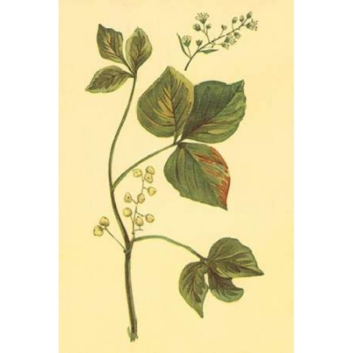 Poison Ivy and Poison Oak Poster Print by PI Collection-VARPDXPZ074A Image 2