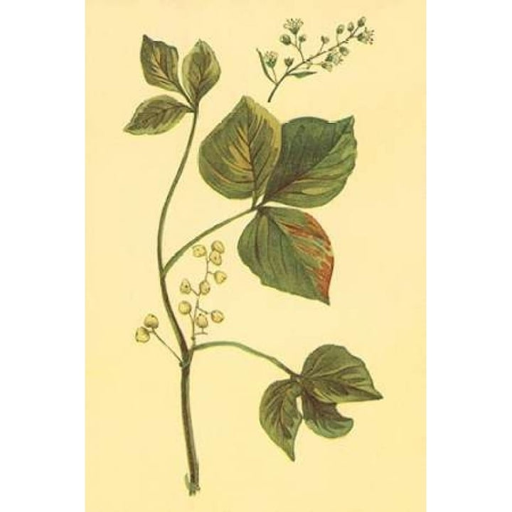 Poison Ivy and Poison Oak Poster Print by PI Collection-VARPDXPZ074A Image 1