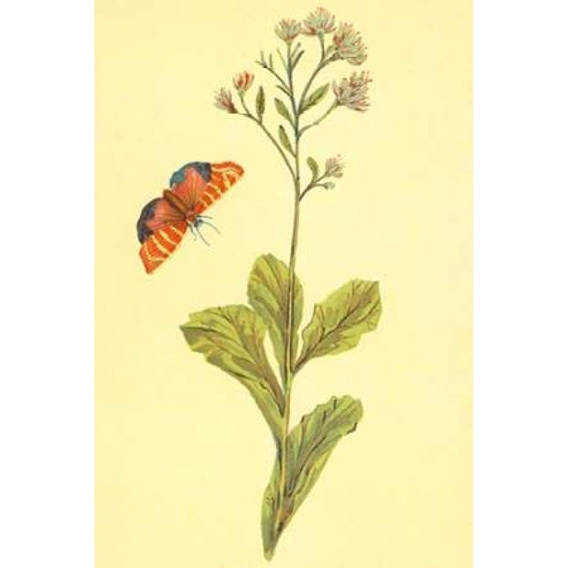 Sedum Telephium Poster Print by PI Collection-VARPDXPZ078A Image 2