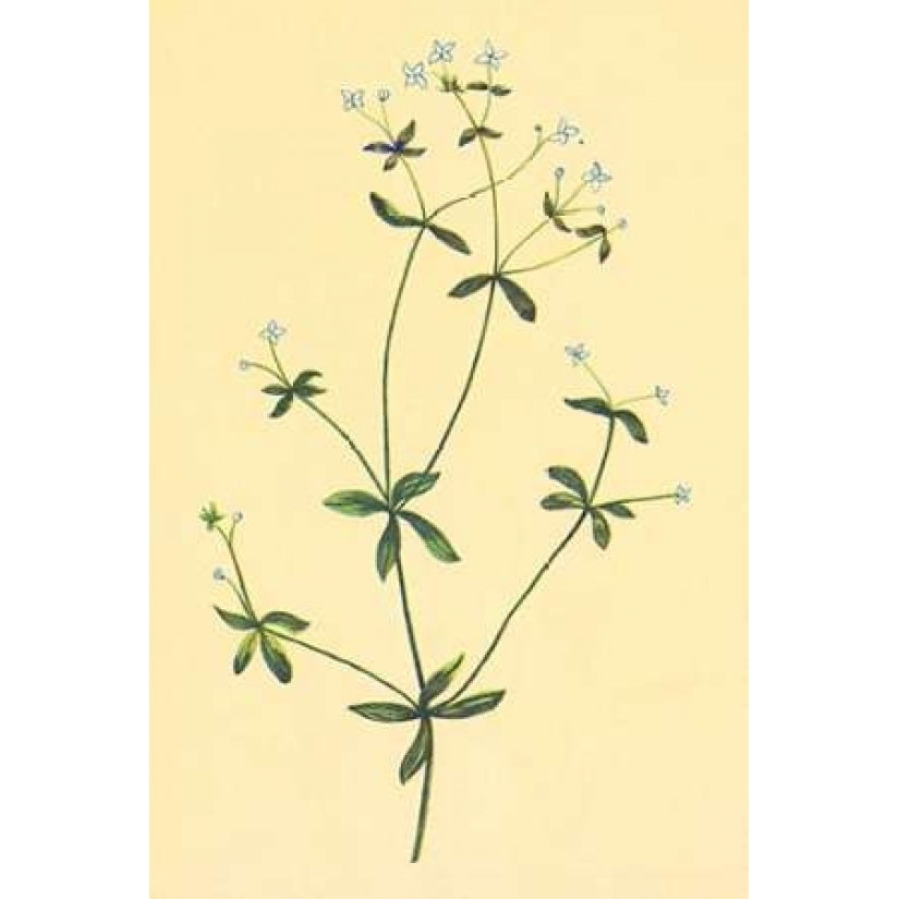 Sweet Scented Bedstraw Poster Print by PI Collection-VARPDXPZ086A Image 2