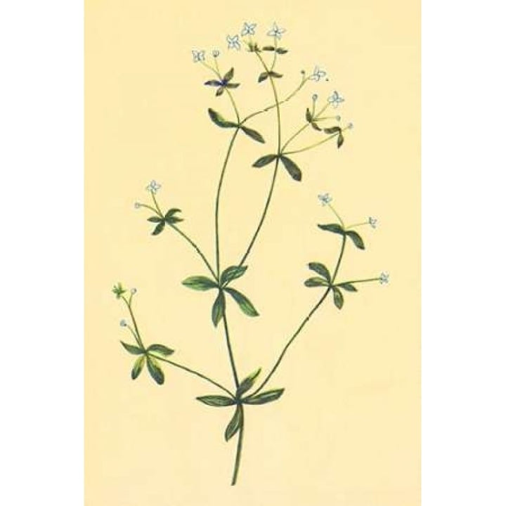 Sweet Scented Bedstraw Poster Print by PI Collection-VARPDXPZ086A Image 1