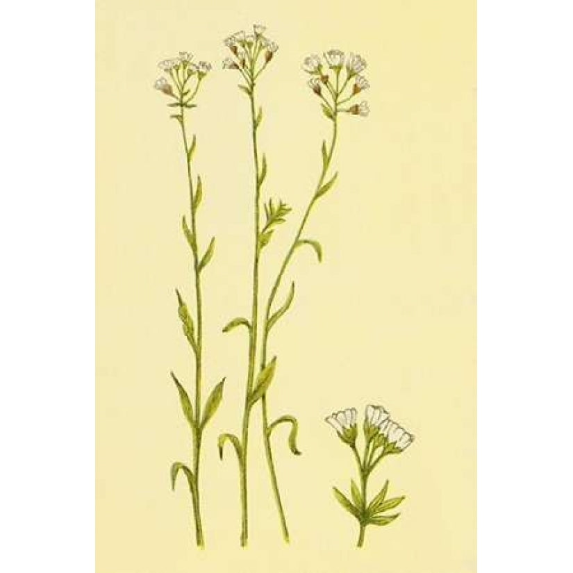 Smooth Rock Cress Poster Print by PI Collection-VARPDXPZ083A Image 2