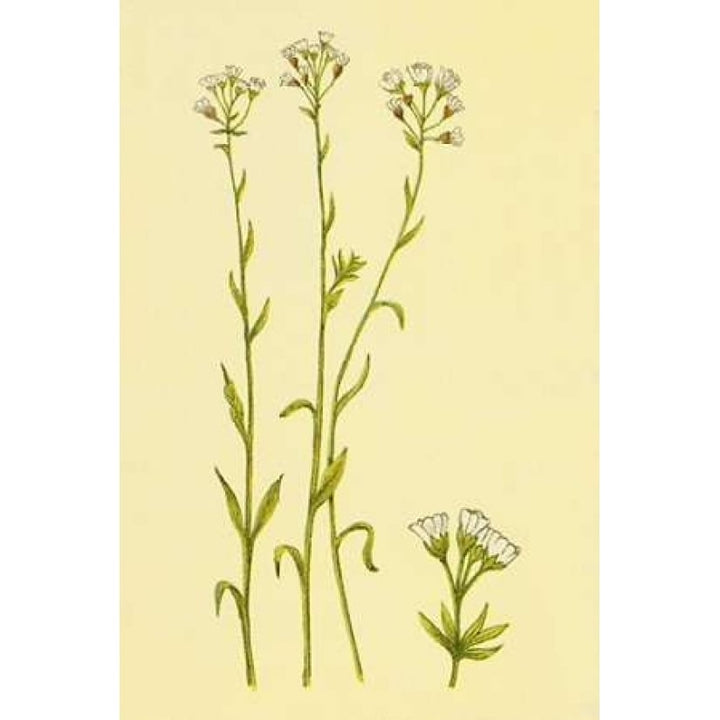 Smooth Rock Cress Poster Print by PI Collection-VARPDXPZ083A Image 1